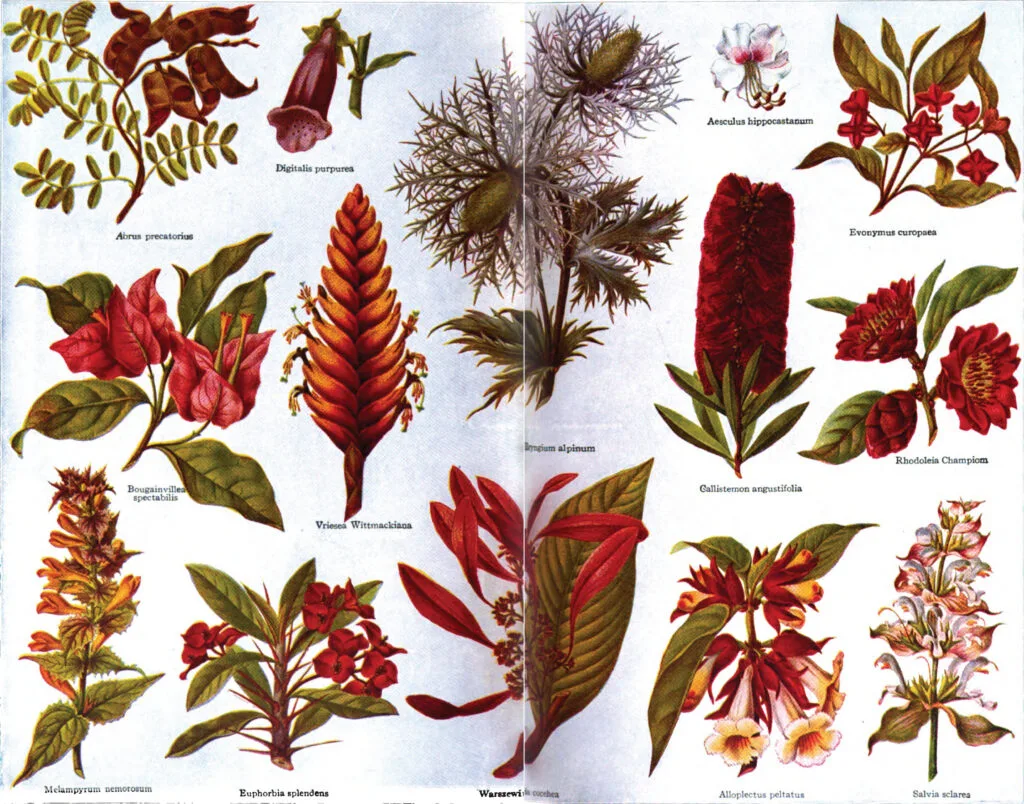 Diagram show an array of "decorative" or "ornamental" plants. The Encyclopedia Americana, v. 22, 1920, a two-page spread between pp. 208 and 209.