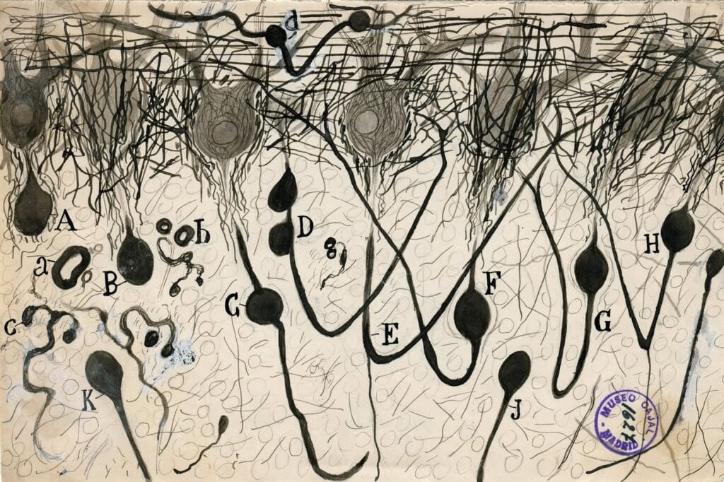 Santiago Ramon y Cajal, image of axon of Purkinje neurons in the cerebellum of a drowned man, ca. 1900