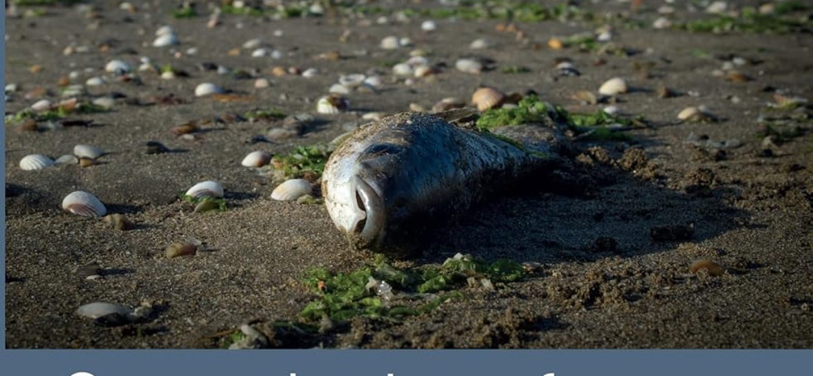 Cosmologies of the Anthropocene: Panpsychism, Animism, and the Limits of Posthumanism by Arne Johan Vetlesen