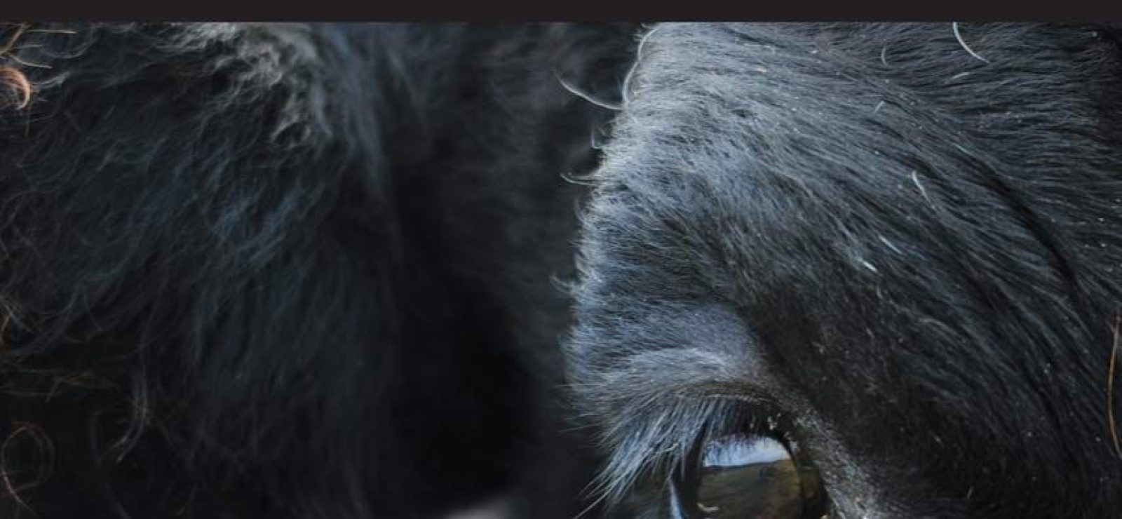 Creaturely Cosmologies Why Metaphysics Matters for Animal and Planetary Liberation