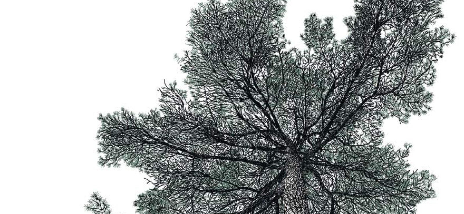 Is It Too Late? A Theology of Ecology