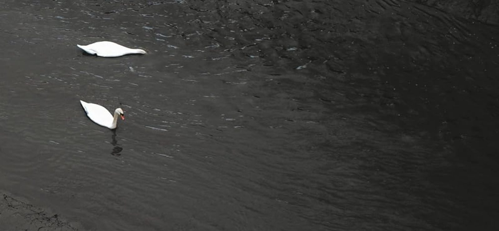 More-Than-Human Aesthetics: Venturing Beyond the Bifurcation of Nature by Melanie Sehgal & Alex Wilkie (Editors)