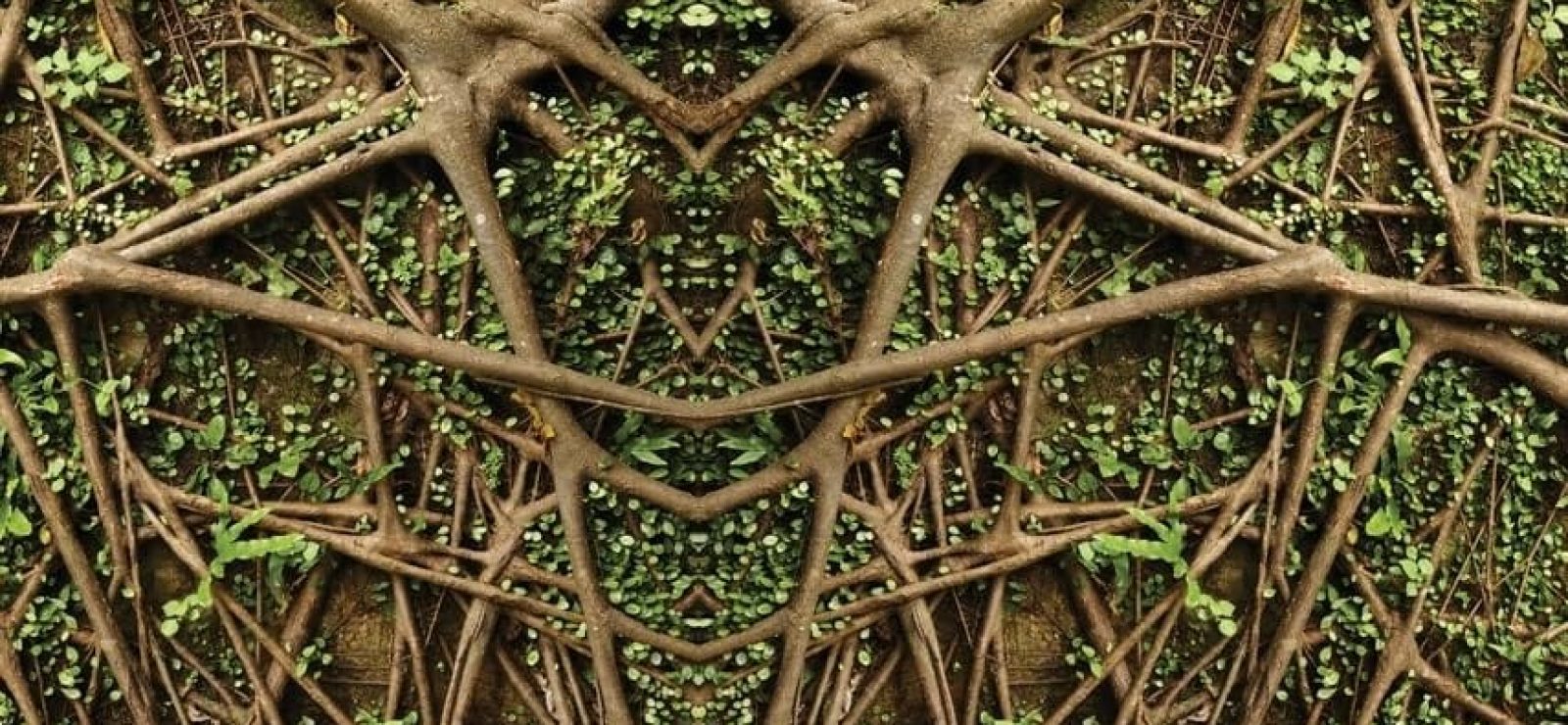 Value, Beauty, and Nature: The Philosophy of Organism and the Metaphysical Foundations of Environmental Ethics